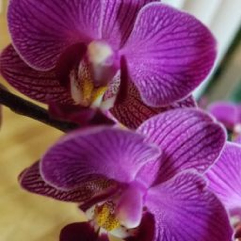 Meet your Posher, Lany